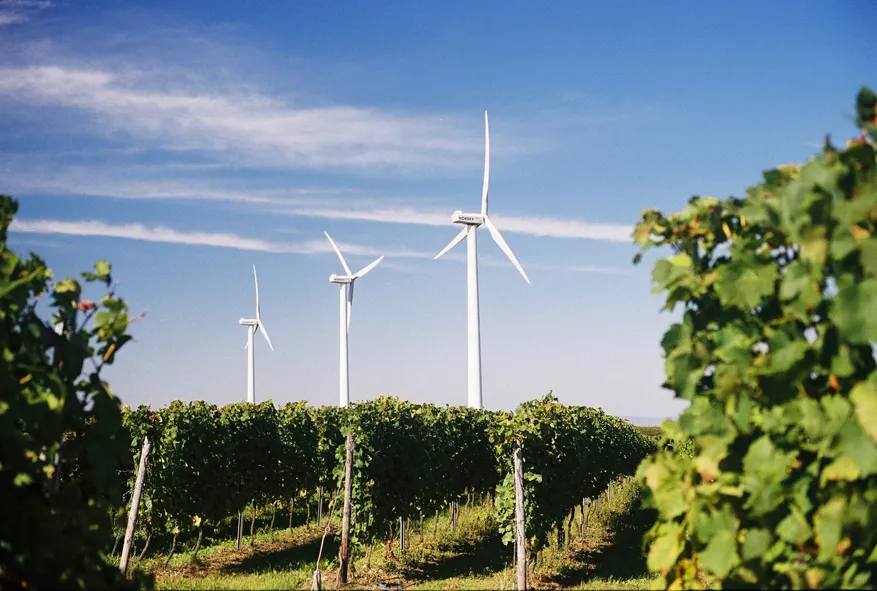 Alte Windenergieanlage im Hintergrund im Weinberg