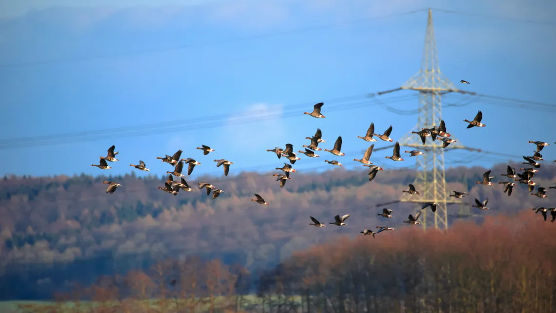 Eine Schar Vögel fliegt vor einem Strommast über eine herbstliche Landschaft.