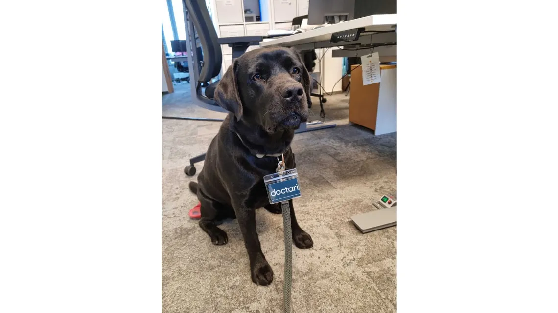 Schwarzer Bürohund mit doctari-Namensschild sitzt im modernen Büro und begrüßt Dich als Teil des Teams.