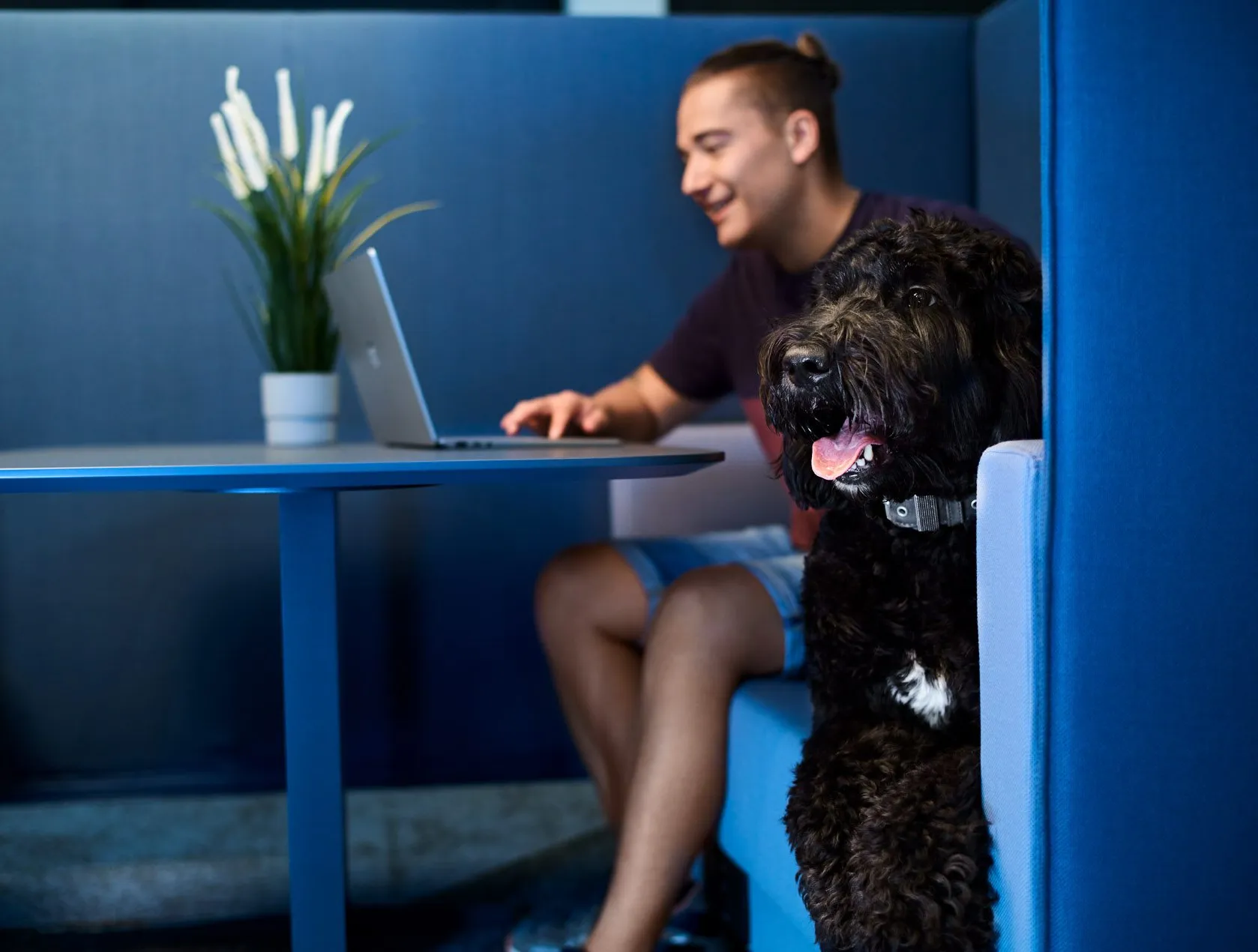 Ein junger Mann arbeitet am Laptop in einem modernen Büro, während ein Hund neben ihm sitzt.