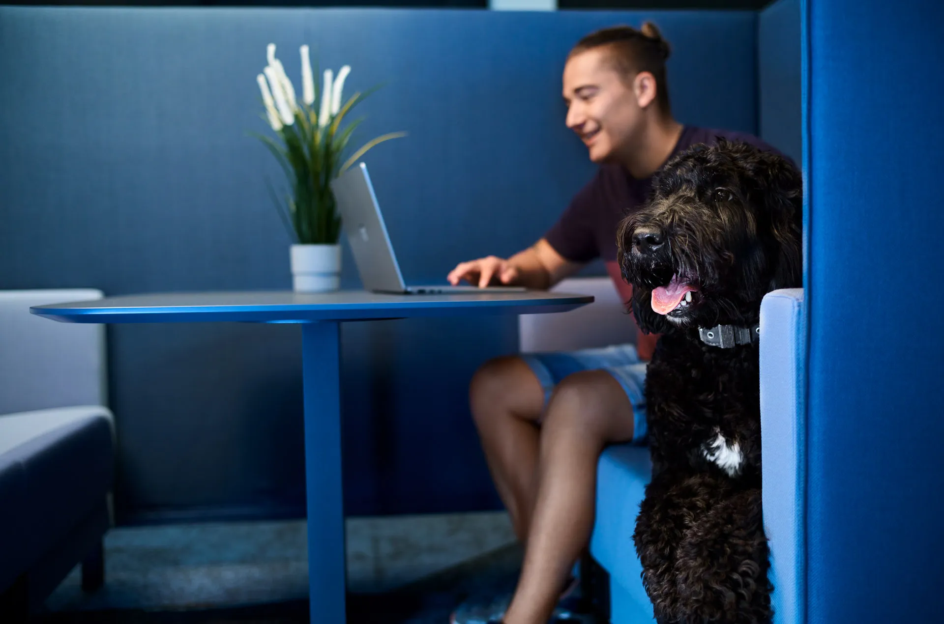 Ein junger Mann arbeitet lächelnd an einem Laptop in einem modernen Büro, während ein schwarzer Hund neben ihm sitzt.