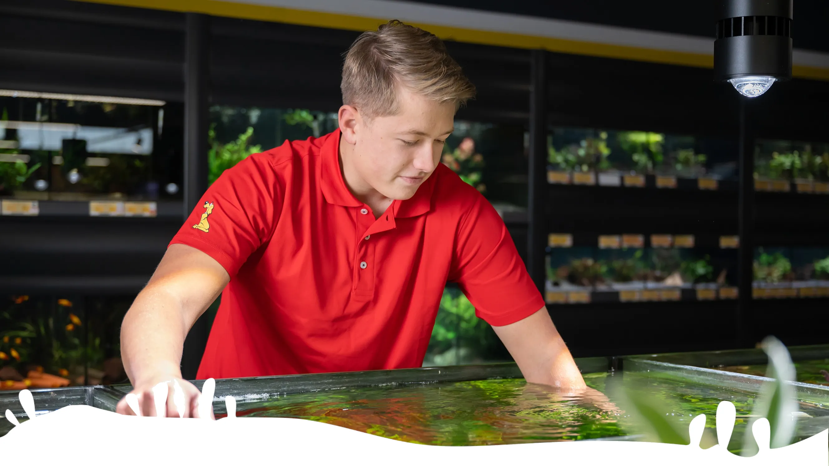 Du siehst einen jungen Mitarbeiter im roten Das Futterhaus-Polo, der sich um ein Aquarium im Markt kümmert.