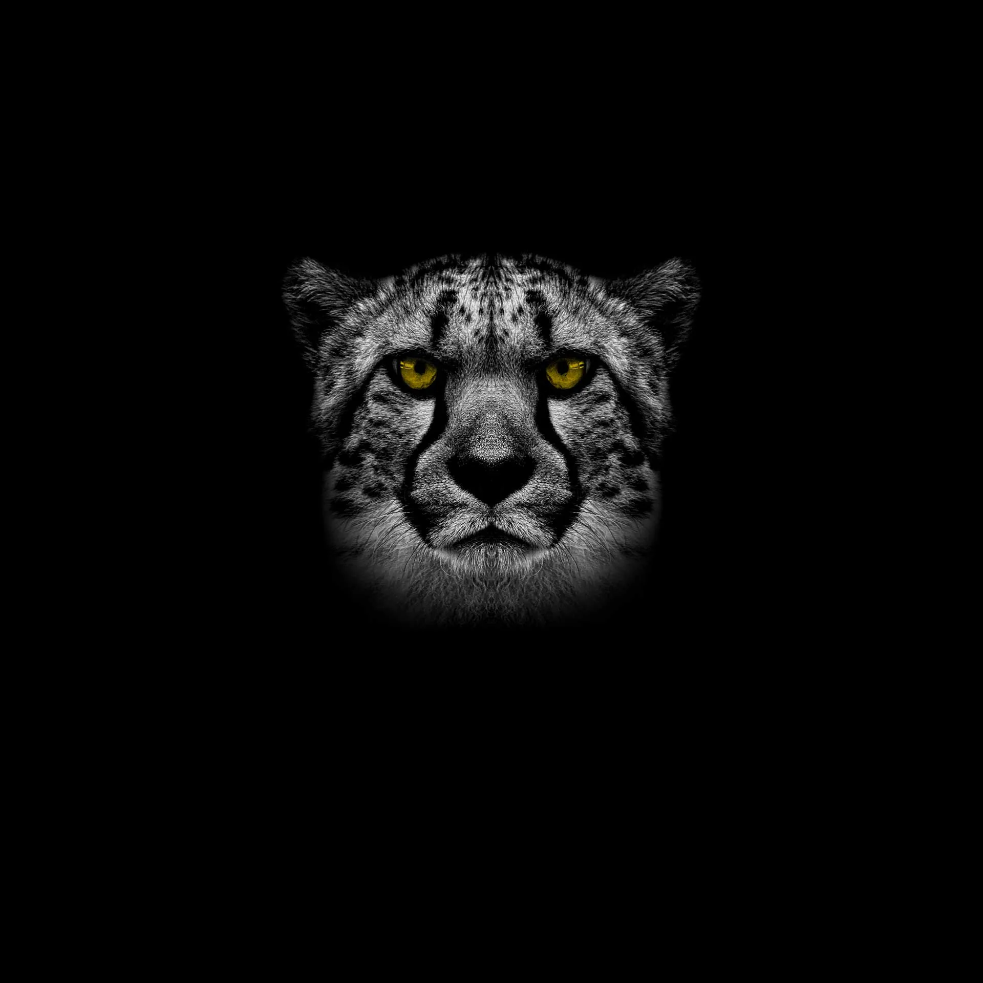 Gepard