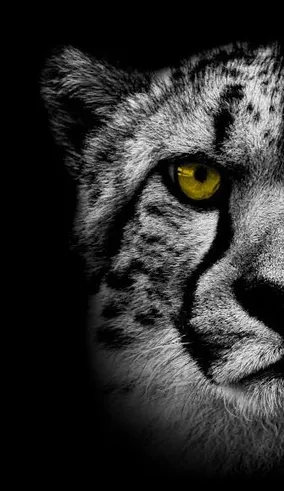 Gepard