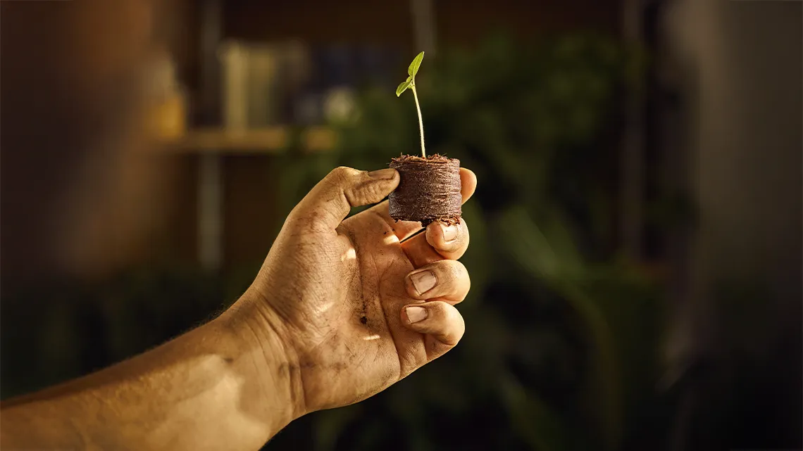 Eine hand hält einen kleinen Keimling in einem Torfballen, symbolisiert Wachstum und Nachhaltigkeit bei HORNBACH.