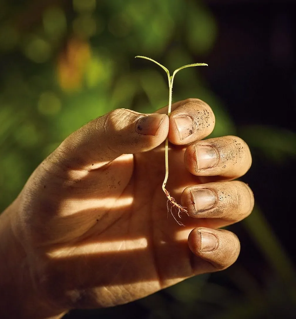 Eine Hand hält einen kleinen Sämling mit Erde an den Fingern, symbolisiert Wachstum und Naturnähe.