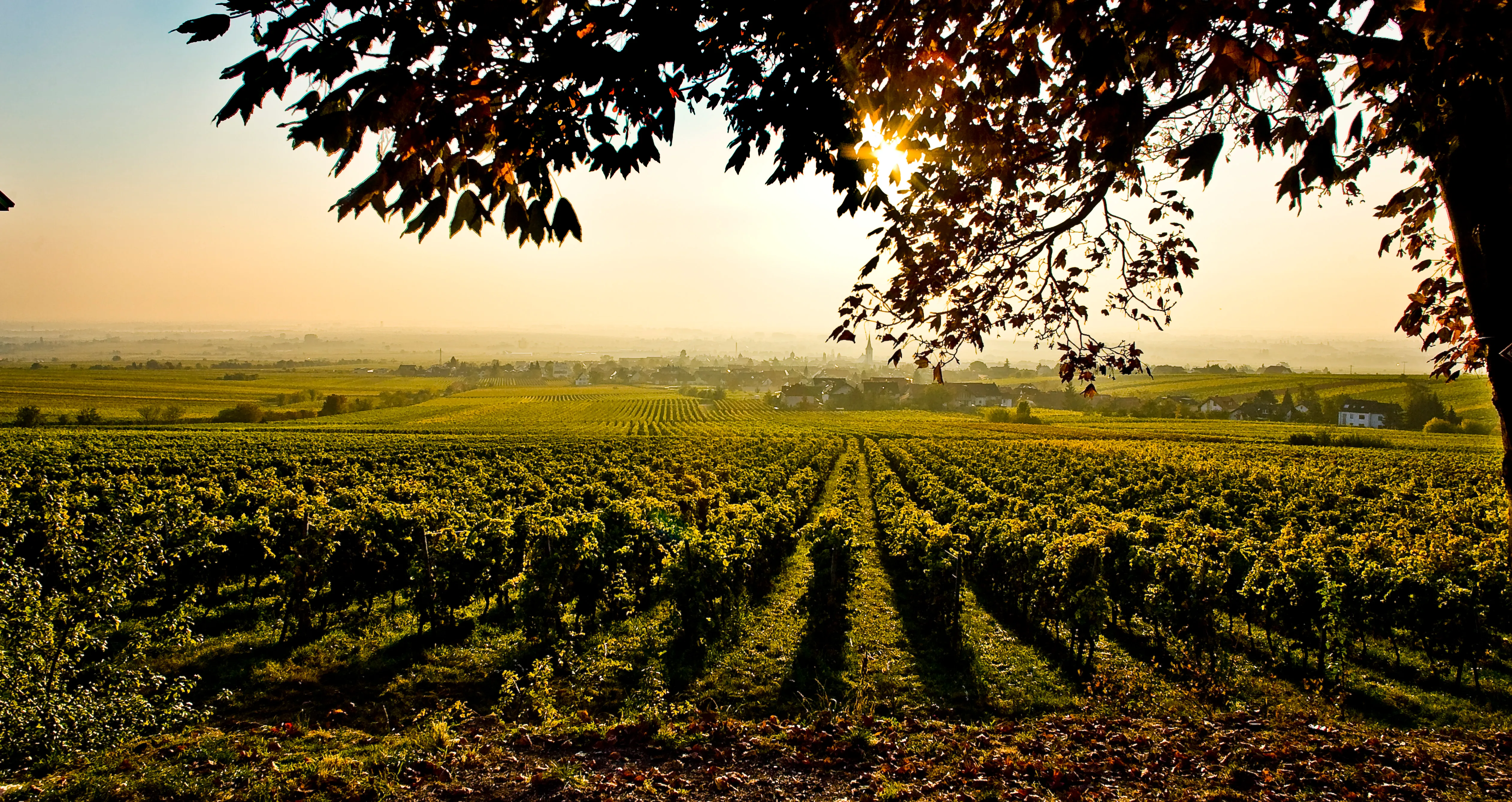 Weinberge in der Pfalz bei Sonnenuntergang, ein Symbol für Nachhaltigkeit und Naturverbundenheit bei Pfalzwerke AG.