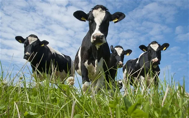 Vier Kühe stehen auf einer grünen Wiese und schauen neugierig in die Kamera – Landwirtschaft hautnah erleben.