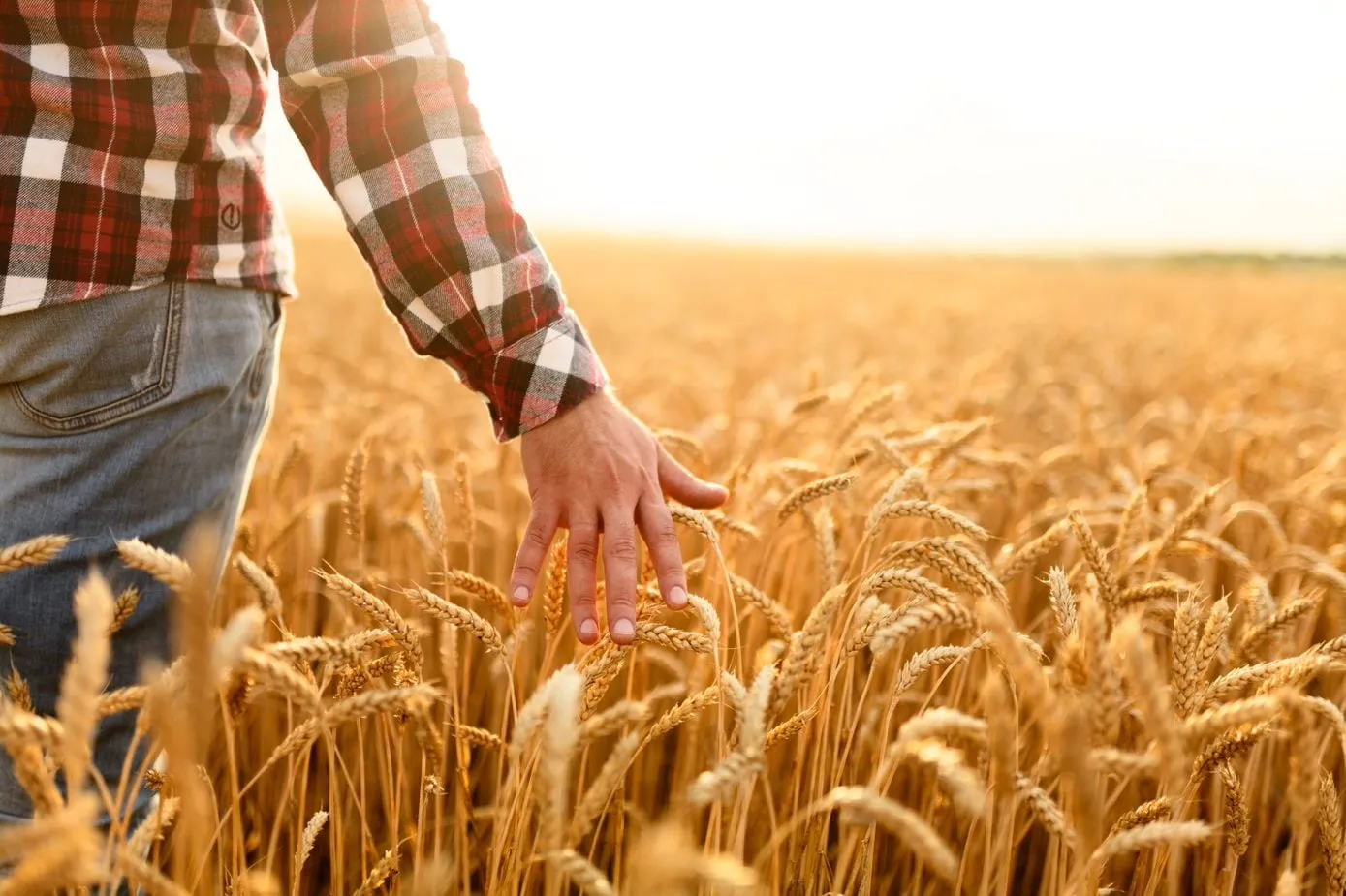 Person stricht mit Hand über Weizen.