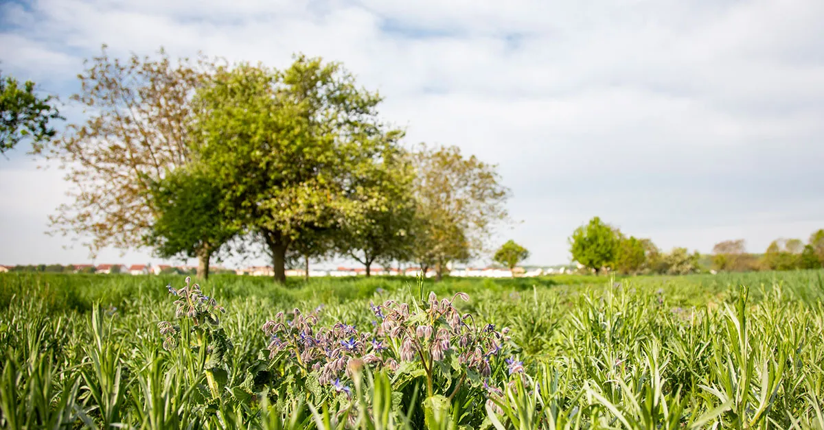 Grüne Wiese mit Wildblumen und Bäumen, im Hintergrund ein Dorf – hier kannst Du bei der VR Bank Karriere machen.