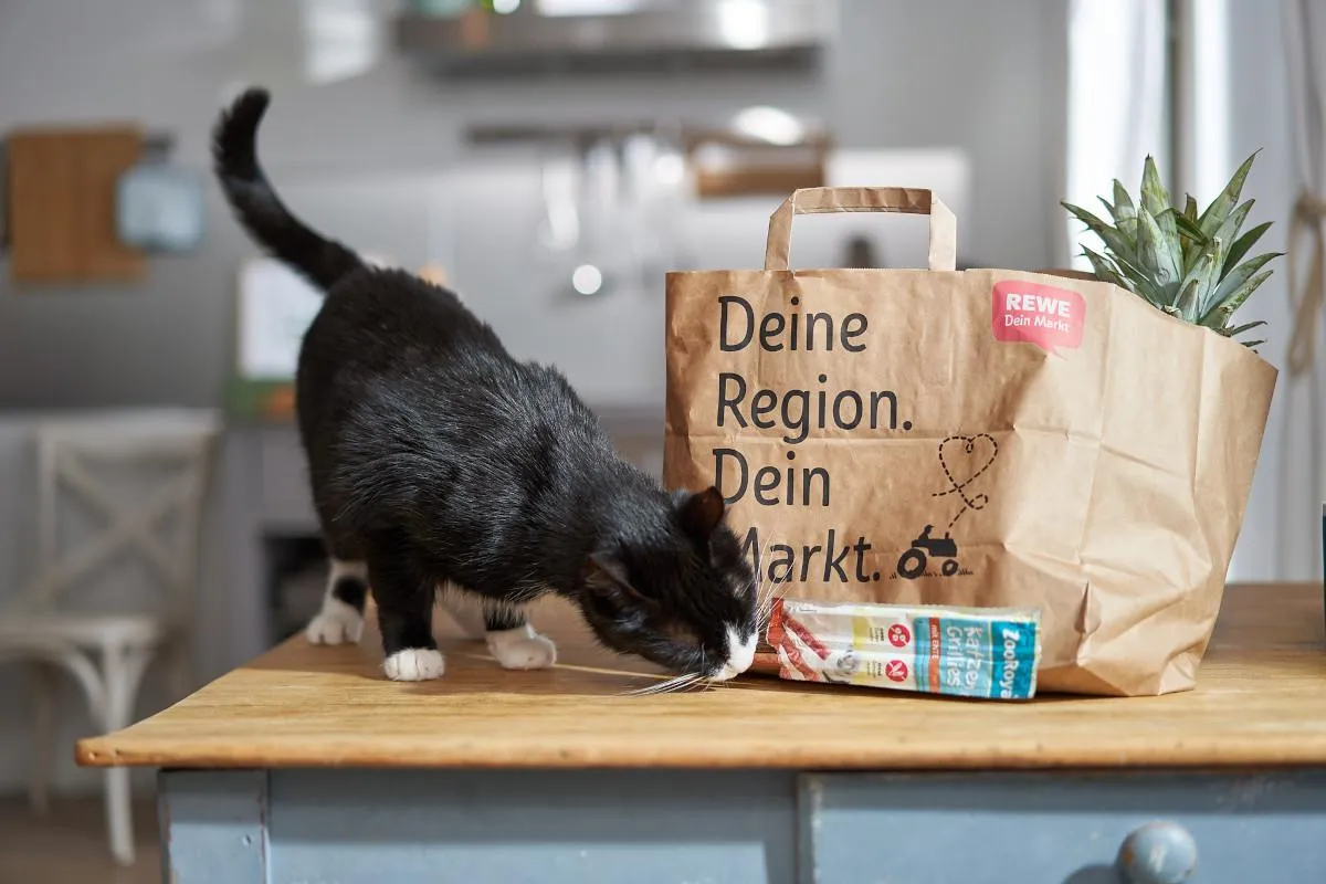 Katze frisst neben REWE Einkaufstüte