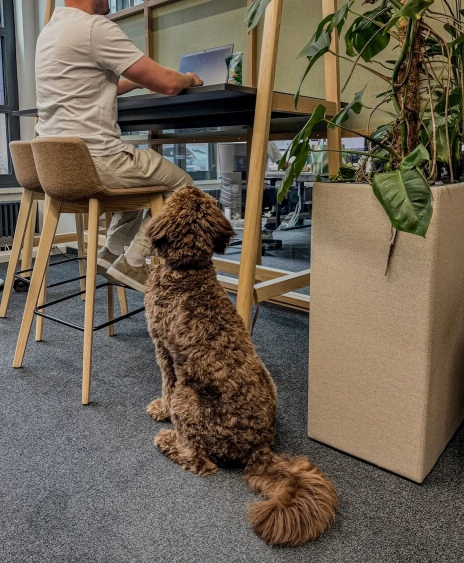 Hund im Büro