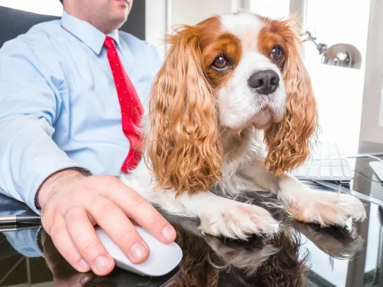 Hund im Büro