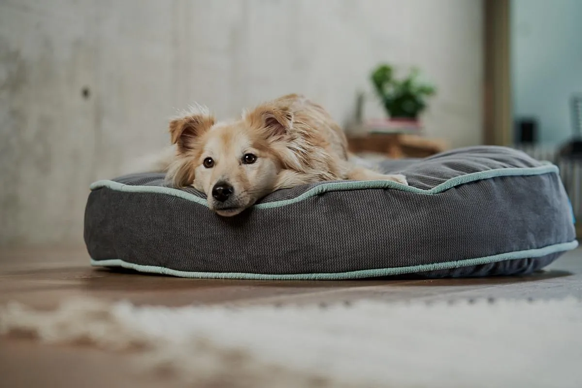 Hund sitzt in Körbchen