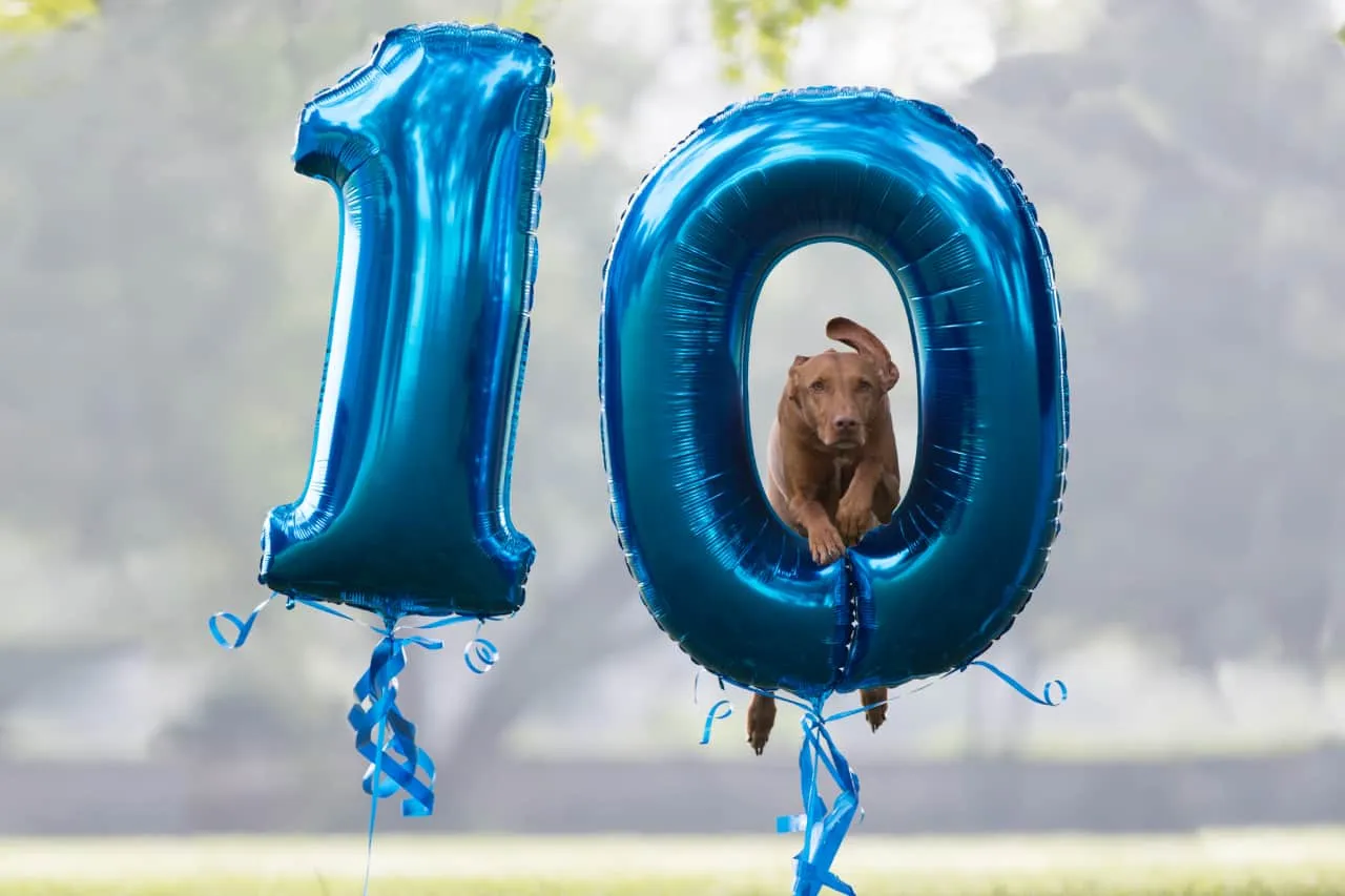 Hund springt durch 10 Jahre Luftballons